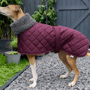 Waterproof Sherpa‑Lined Greyhound Coat – Whippet & Lurcher Sizes available